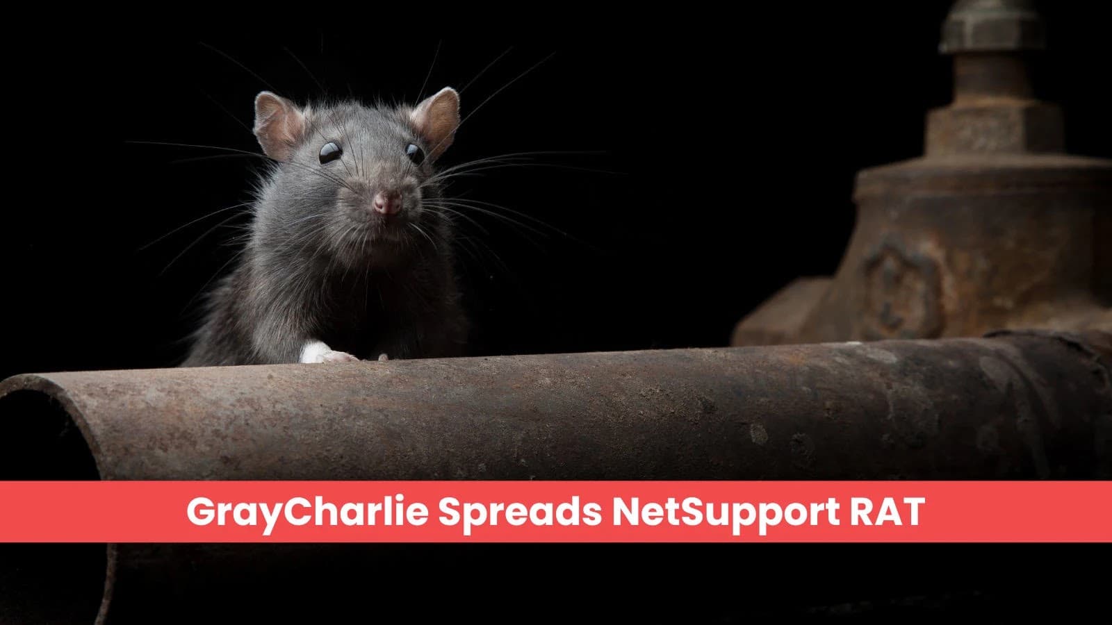 GrayCharlie Campaign Compromises WordPress Sites To Spread NetSupport RAT and Steal Data