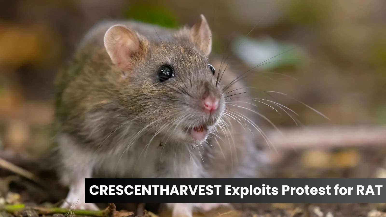 New ‘CRESCENTHARVEST’ Malware Abuses Iran Protest Narrative For RAT Deployment