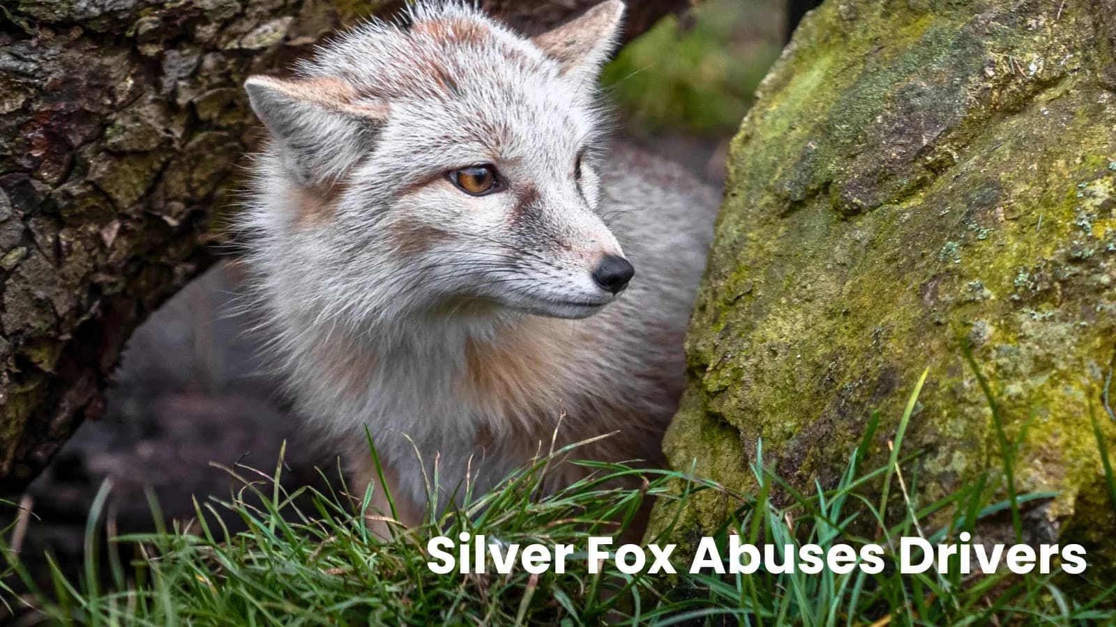 Silver Fox APT Exploits DLL Sideloading and BYOVD In Stealth Campaign
